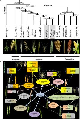 Potential of Aegilops sp. for Improvement of Grain Processing and Nutritional Quality in Wheat (Triticum aestivum)